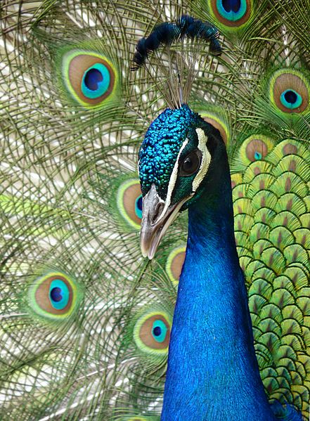 The Glen Peacock Sanctuary – Dunfermline Art Club